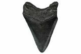 Fossil Megalodon Tooth - South Carolina #340198-1